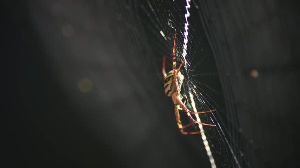 Andrew Cross Spider Argiope Kerserlingi Κάθεται Στο Κέντρο Του Ιστού — Αρχείο Βίντεο