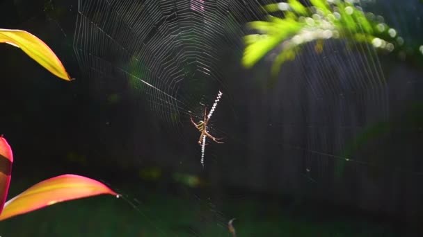 セント アンドリューの十字架のクモ Argiope Kerserlingi は巣の中央に座り ハエを食べる — ストック動画