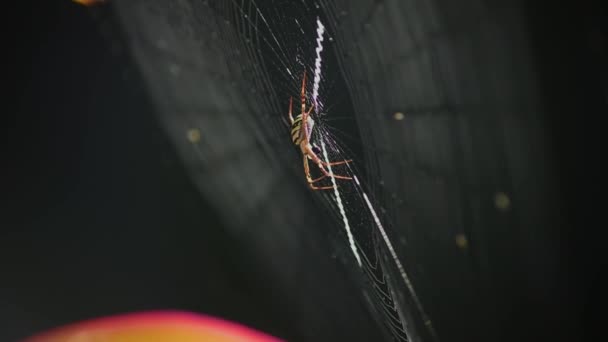 Andrew Cross Spider Argiope Kerserlingi Κάθεται Στο Κέντρο Του Ιστού — Αρχείο Βίντεο