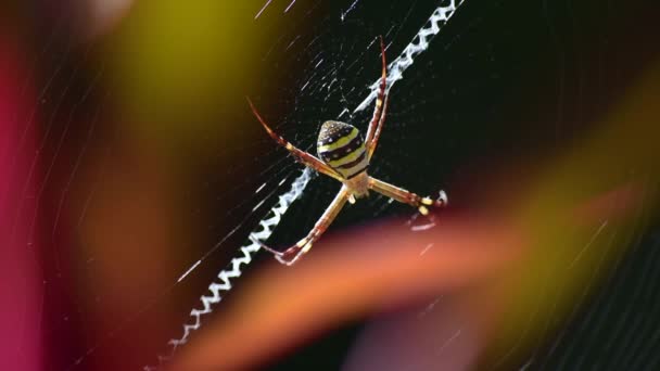 Andrew Cross Spider Argiope Kerserlingi Sedí Centrálně Své Pavučině Pojídá — Stock video