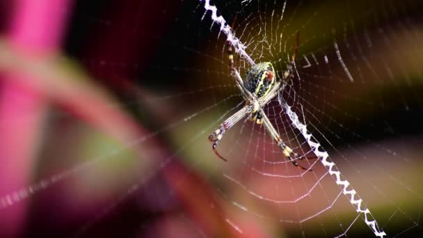 セント アンドリューの十字架のクモ Argiope Kerserlingi は巣の中央に座り ハエを食べる — ストック動画