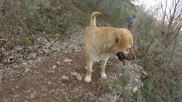 Perro Parado Una Pista Montaña Con Dueño Caminando Detrás — Vídeos de Stock