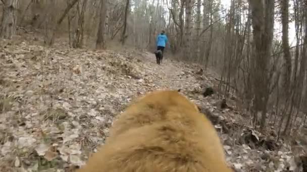 Dos Perros Siguiendo Dueño Sendero Montaña Bosque Punto Vista Desde — Vídeos de Stock