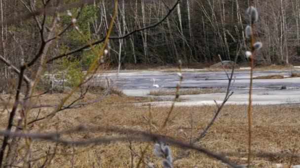 游泳天鹅在池塘里与融化的冰 天鹅绒色 春天在芬兰 静止不动的长镜头 — 图库视频影像