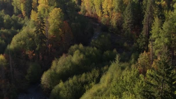 Воздушный Подъем Открывающий Небольшой Ручей Соснами Лиственными Деревьями Начинающими Показывать — стоковое видео