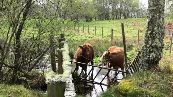 Dvě Krávy Bahnitém Jezírku Ostnatým Drátem — Stock video