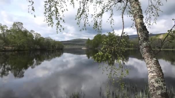 Loch Kinord Primavera Com Novas Folhas Ramos Vidoeiro — Vídeo de Stock