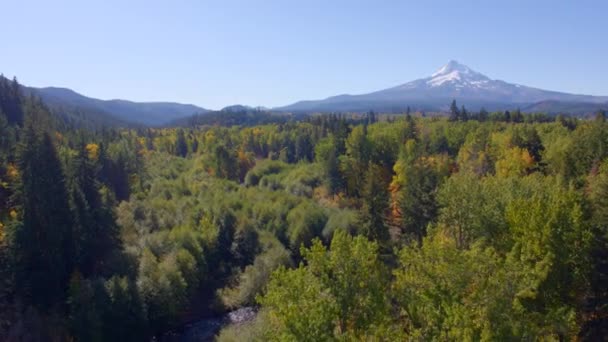 Découverte Aérienne Volant Dessus Petit Ruisseau Avec Des Pins Des — Video