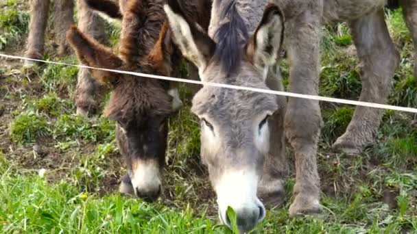 Donkeys Grazing Mountains Eat Grass — Stock Video