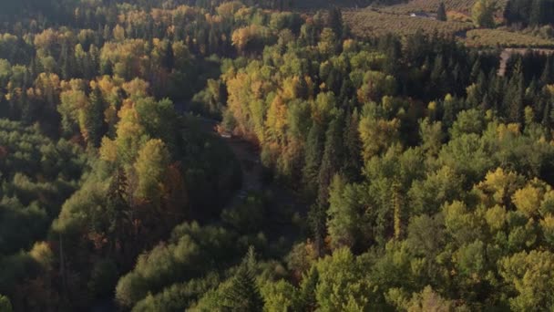 Aerea Rivelare Piccolo Torrente Tortuoso Con Conifera Albero Deciduo Lungo — Video Stock