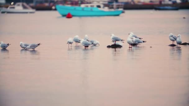 Sea Gull Birds Bathing Marina Docks — Stock Video