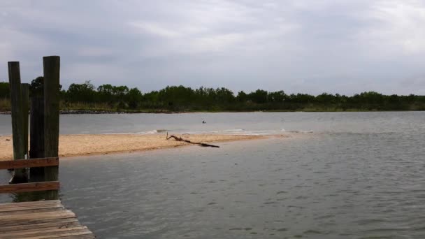 Pelican Flottant Autour Une Petite Crique Mobile Bay — Video