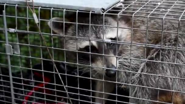 在笼中捕获的城市浣熊 释放回野外 — 图库视频影像