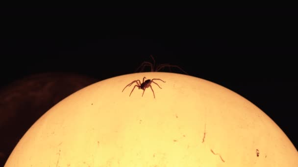 Dva Pavouci Žijící Zahradní Lampě — Stock video