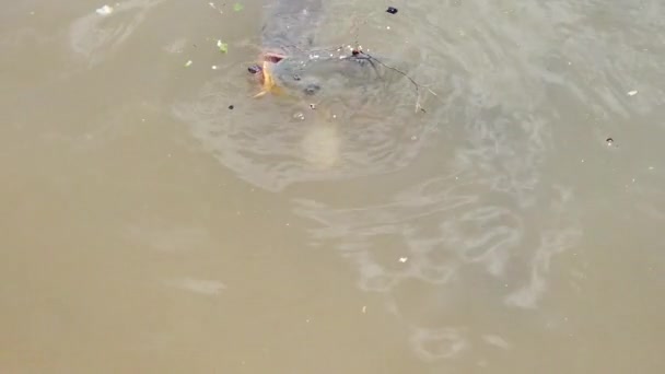 텍사스 호수에 크리크 마리나 잉어가 속도로 먹이를 모습입니다 — 비디오