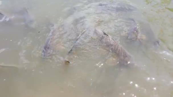 Ini Adalah Video Ikan Mas Yang Diberi Makan Lynn Creek — Stok Video