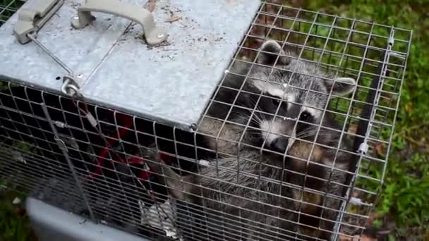 Mapache Urbano Capturado Jaula Para Liberación Nuevo Naturaleza — Vídeo de stock