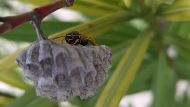 Wasp Pracuje Stavbě Svého Hnízda Květovém Listu — Stock video