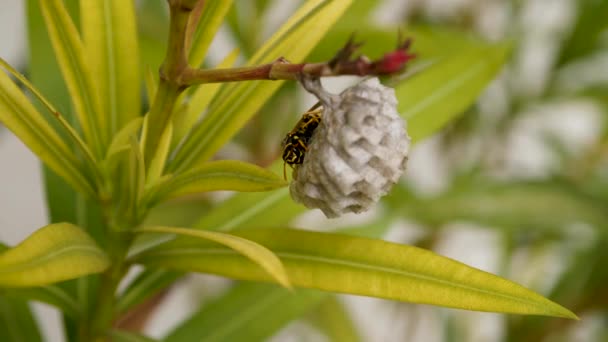 Wasp Working Construction Its Nest Located Flower — Stock Video