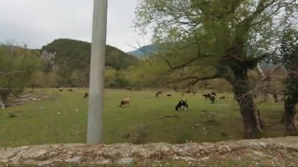 Vacas Pastam Cidade Gjirokaster Albânia Lugares Cinemáticos Patrimônio Mundial Unesco — Vídeo de Stock