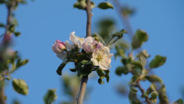 Abelha Voando Para Longe Flores Florescentes Macieira Após Polinização Filmado — Vídeo de Stock