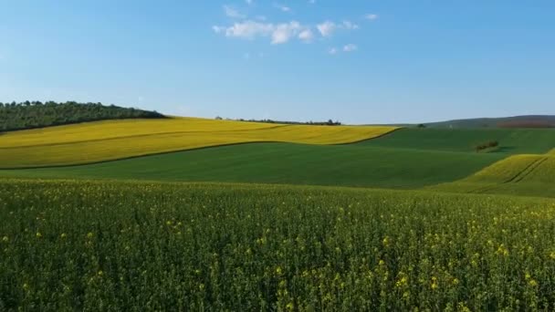 Lanzamiento Aéreo Una Plantación Colza Flor Volando Cerca Sobre Los — Vídeo de stock