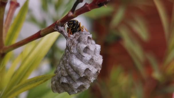 Guêpe Promenant Autour Son Nid Qui Est Construit Sur Une — Video