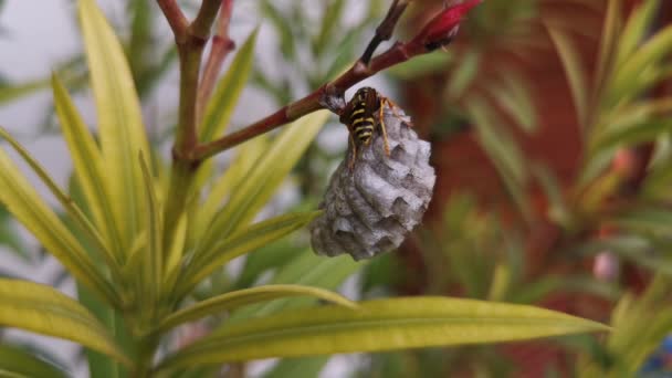 Makroaufnahme Einer Wespe Die Ihr Nest Auf Einer Blume Baut — Stockvideo