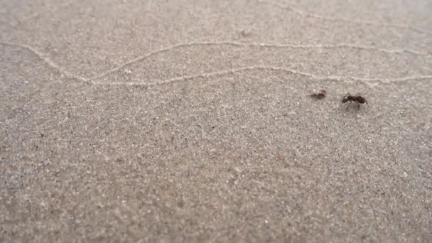 一只在沙滩上散步的大蚂蚁 — 图库视频影像