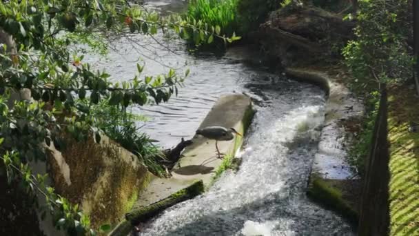 Heron Watches Waits Fast Flowing Stream Sunny Day — Stock Video