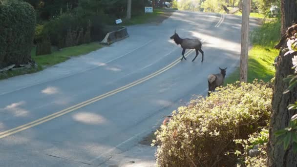 Elk Weg Een Klein Stadje Brits Columbia Genaamd Youbou — Stockvideo