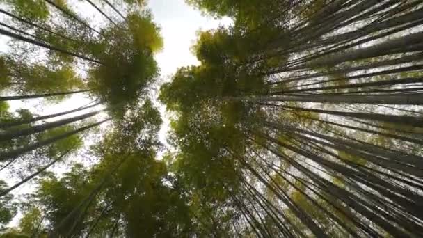 Olhando Para Uma Floresta Bambu Kyoto Japão — Vídeo de Stock