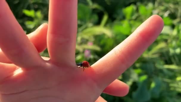 Яскраво Червона Леді Жук Повзе Маленькій Руці Відкритому Природному Середовищі — стокове відео