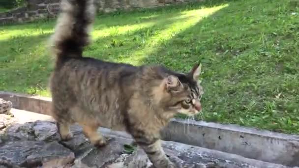 Gato Callejero Caminando Jardín Castillos Cesis Letonia — Vídeos de Stock