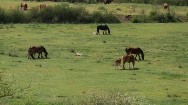 Juments Poulains Sur Champ Vert Dans Nord Espagne — Video