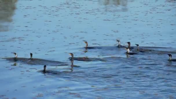 鵜の群れが川の上で水中に潜る — ストック動画