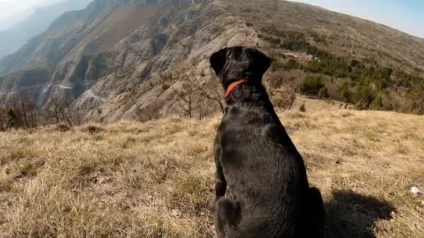 Černý Labrador Pes Sedí Hoře Krásným Kaňonovým Jezerem Pozadí Pohled — Stock video
