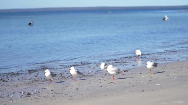 Чайки Очистки Пеликаны Плавание Мелководье Побережья Австралии Замедленное Движение — стоковое видео