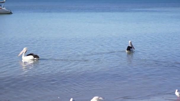 Pelicanos Nadando Águas Rasas Largo Costa Australiana Câmera Lenta — Vídeo de Stock