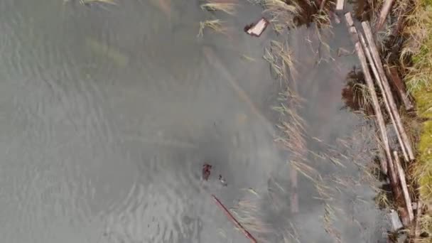 Flygfoto Sjöns Strand Ovanför Det Reflekterande Vattnet Fullt Vegetation — Stockvideo