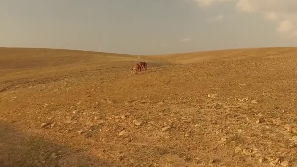 Tre Cammelli Selvaggi Nel Deserto — Video Stock