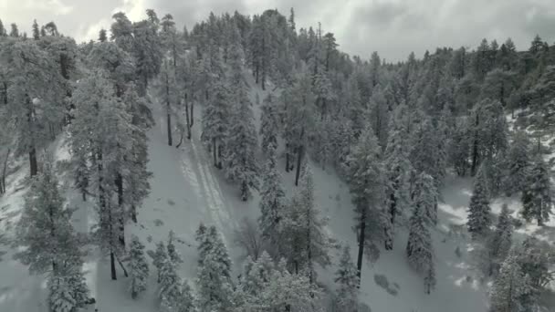 Uitzicht Vanuit Lucht Bergen Bomen Bedekt Met Verse Sneeuw — Stockvideo