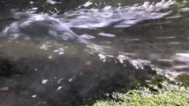 Water Stroomt Snel Veroorzaakt Een Rimpeling Een Paar Onderstroomse Rotsen — Stockvideo