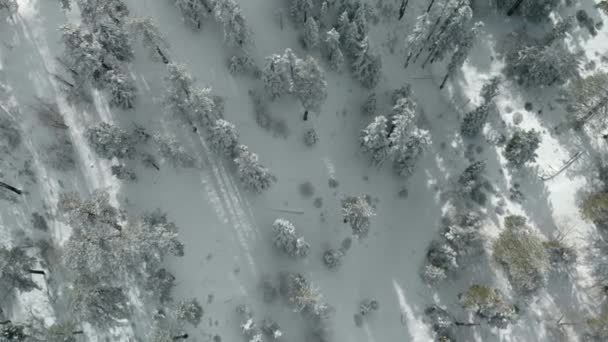 Vistas Aéreas Montañas Árboles Cubiertos Nieve Fresca — Vídeos de Stock