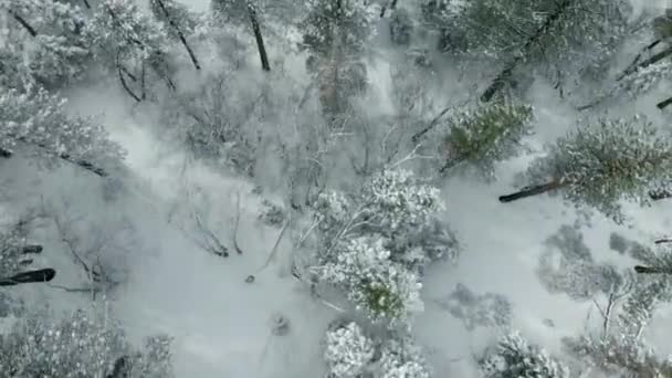 Uitzicht Vanuit Lucht Bergen Bomen Bedekt Met Verse Sneeuw — Stockvideo