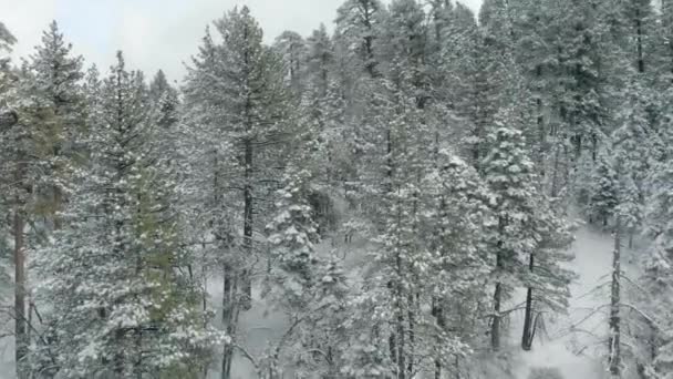 Uitzicht Vanuit Lucht Bergen Bomen Bedekt Met Verse Sneeuw — Stockvideo