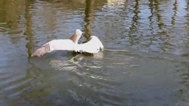 Далматинский Пеликан Плавает Городском Зоопарке — стоковое видео