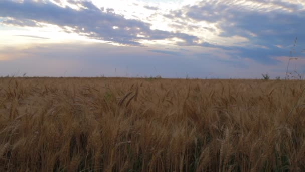 Campo Trigo Durante Verano — Vídeos de Stock