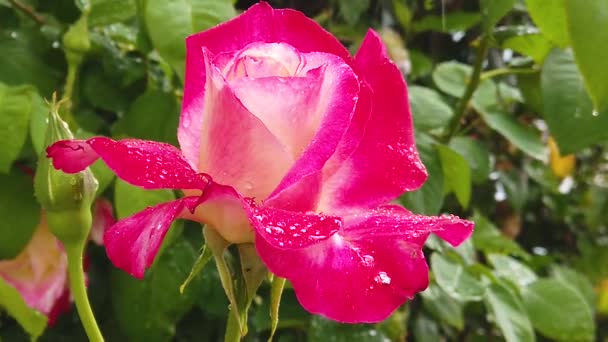 Slow Motion Footage Rain Drops Falling Single Rose Rain Droplets — Stock Video