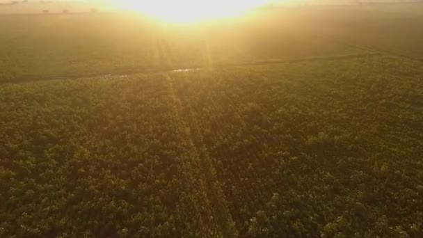Dawning Crops Mexico — Stock Video